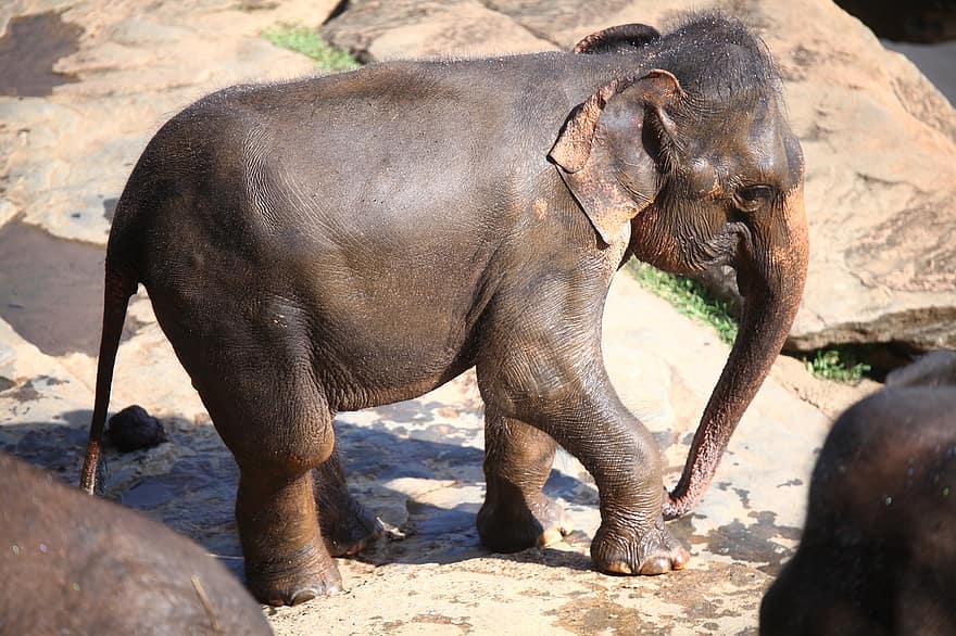 Sri Lanka, norsu, eläin, villieläimet