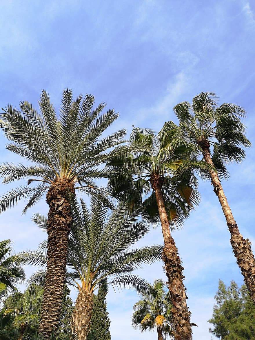 Palm Trees, Island, Tropical, Trees, Outdoors, Nature, Forest, Garden, tree, palm tree, summer