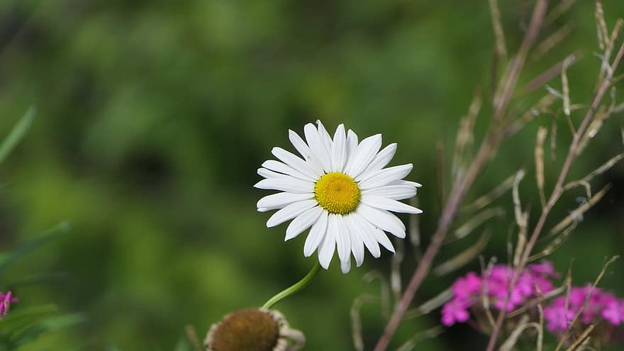 bunga aster, bunga, bunga putih, daisy putih, kelopak, kelopak putih, berkembang, mekar, flora, alam, bunga liar