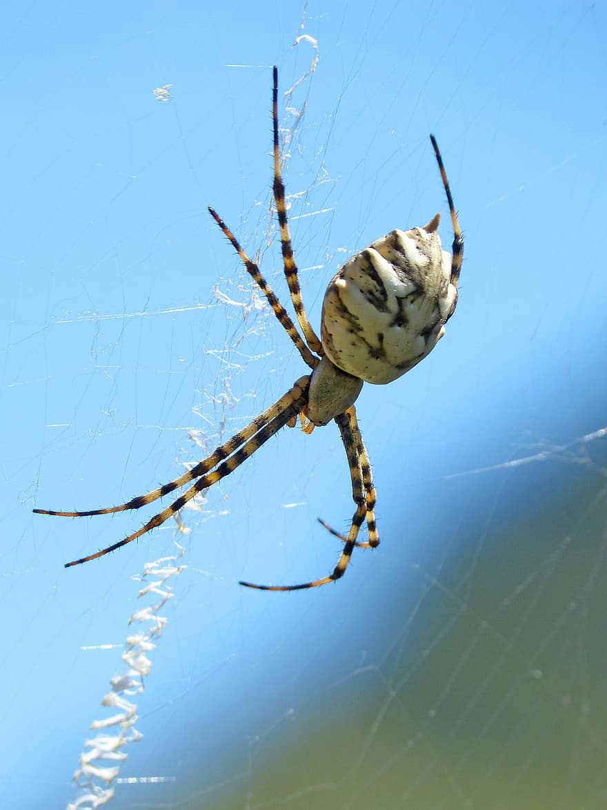 araignée, le web, toile d'araignée, argiope lobata, arachnide, soie d'araignée, premier plan, tigre araignée, fermer, bokeh