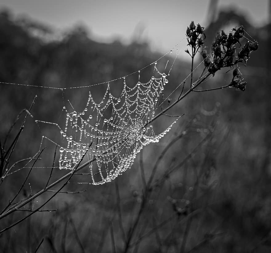 spinnenweb, dauw, zwart en wit, spinneweb, web, dauwdruppels, waterdruppels, nat, fabriek, natuur