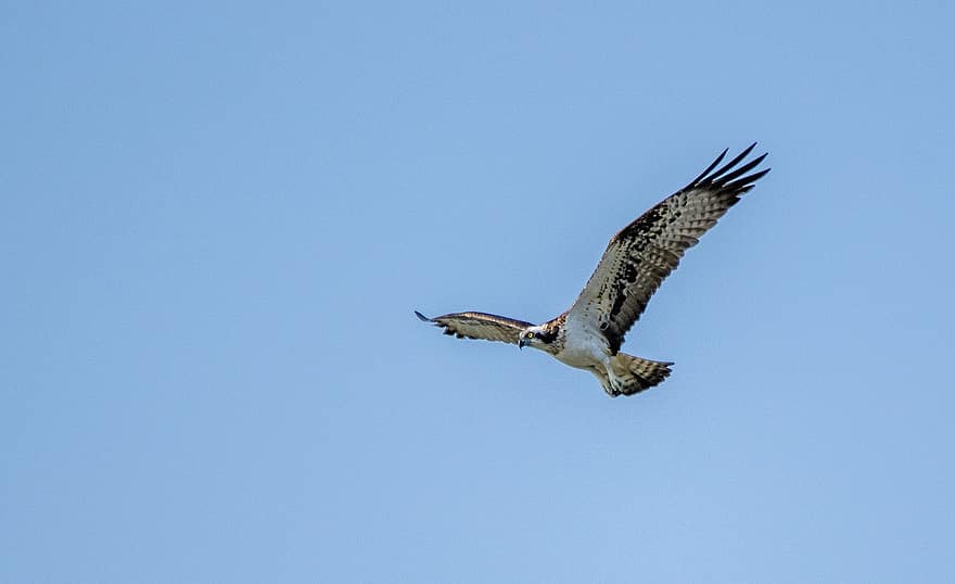 burung, osprey, sayap, bulu, penerbangan, predator, langit, alam, hewan, unggas liar