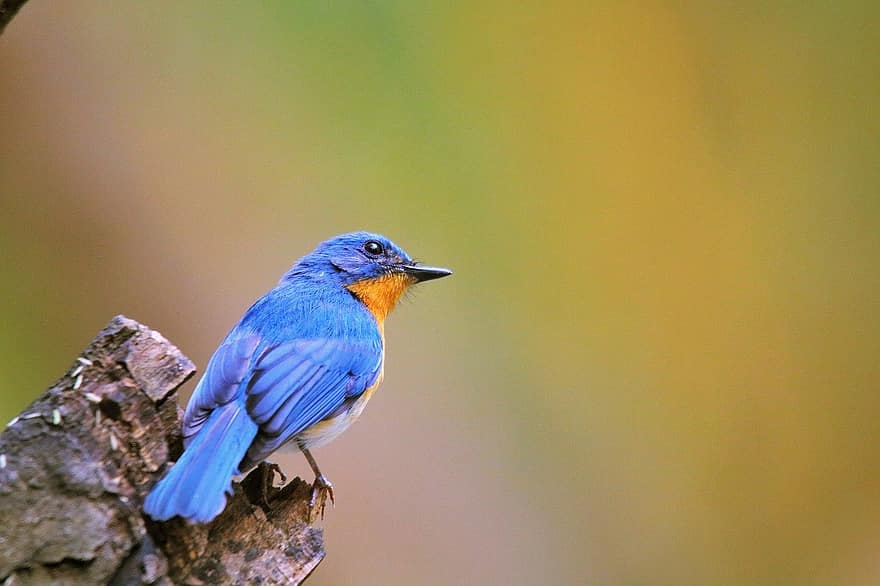 Bird, Tickell's Blue Flycatcher, Ornithology, Species, Fauna, Avian, Animal, Wildlife, beak, feather, close-up
