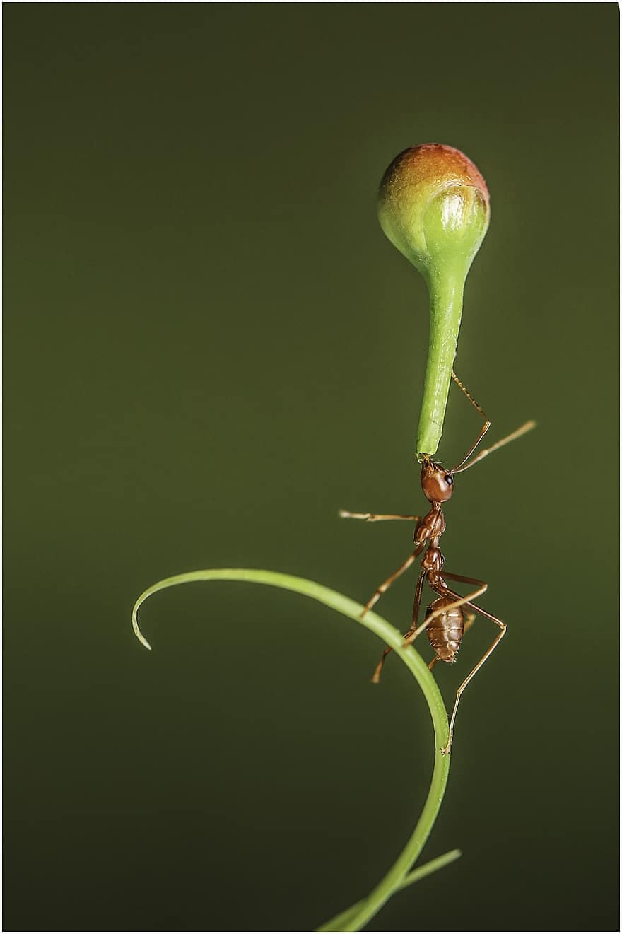 мравка, насекомо, издънка, растение, градина, макро