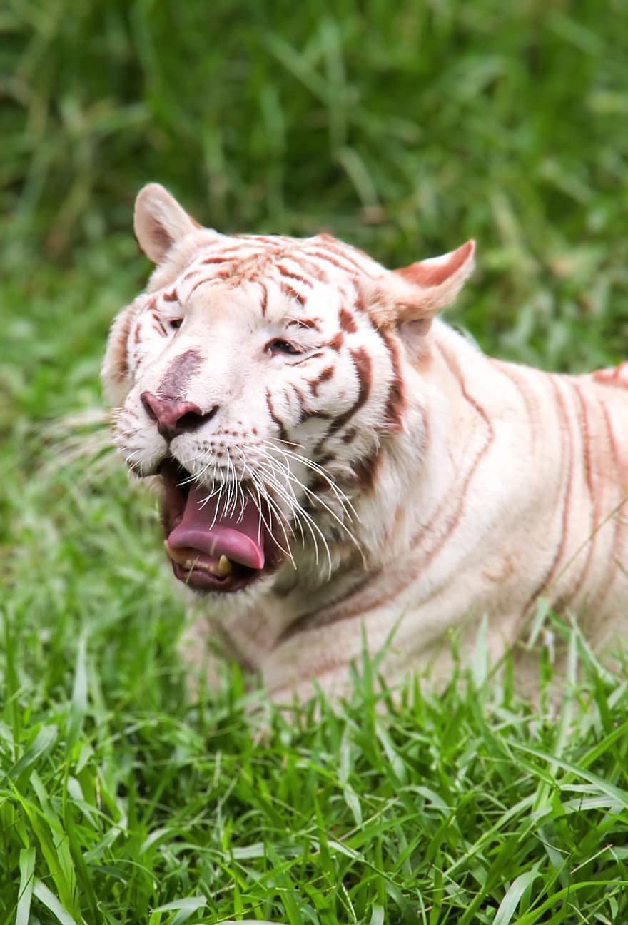 dyr, hvit tiger, dyreliv, arter, fauna, pattedyr, kjøtteter, tiger, vill, gjesp, feline