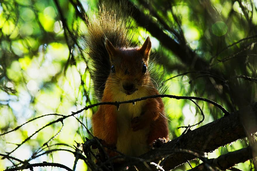 Squirrel, Rodent, Redhead, Tree, Branches, Leaves, Nature, Cute, Ears, Mammal, Young