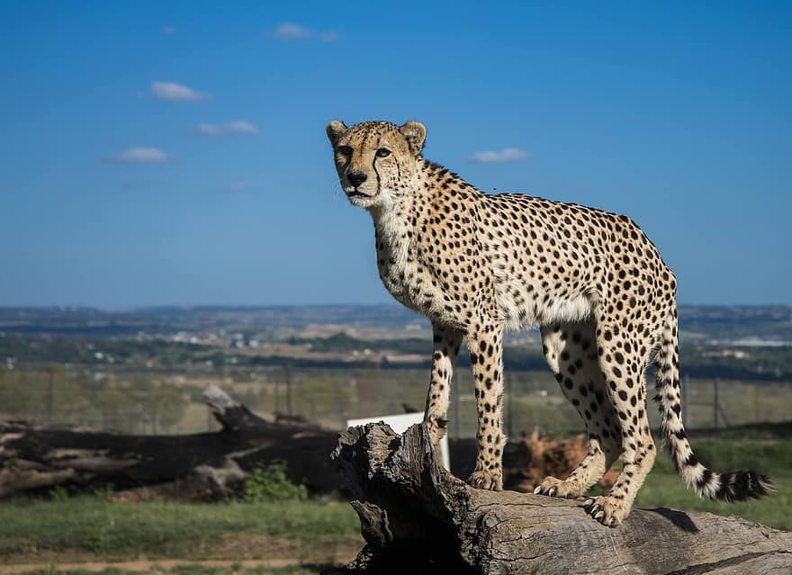 gepard, katt, feline, fikk øye på, rovdyret, kjøtteter, dyr, vill, natur, farlig, safari