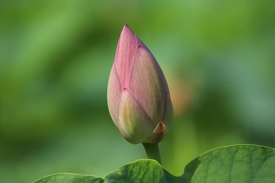 Lotus, Flower, Bud, Water Lily, Bloom, Blossom, Aquatic Plant, Plant, Flora, Pond, Nature