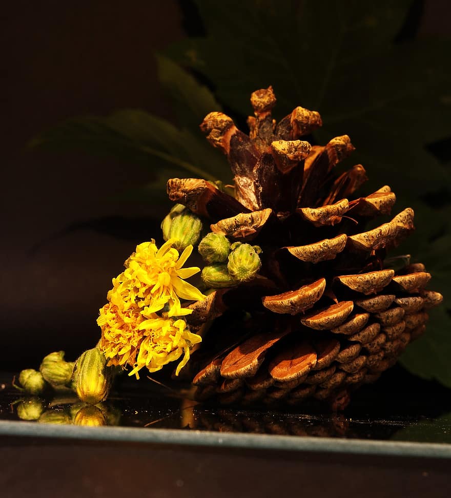 Conifer Cone, Flowers, Buds, Pine Cone, Yellow Flowers, Plant, leaf, close-up, flower, yellow, freshness