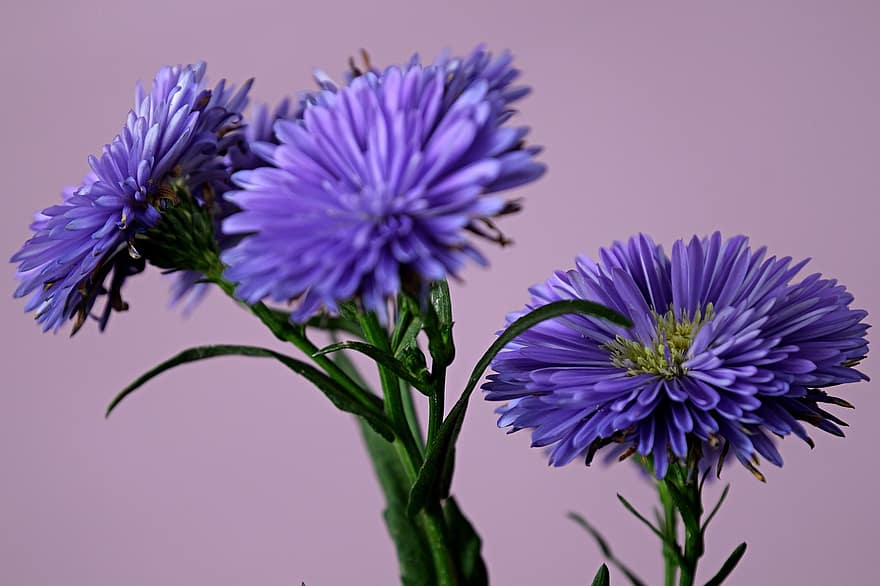 アスター、フラワーズ、紫色の花、花びら、紫色の花びら、咲く、花、フローラ、植物