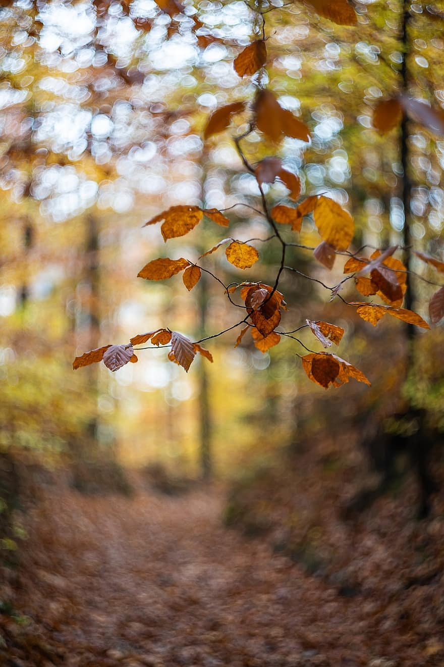 葉、森林、秋、自然、ボケ、色とりどり、シーズン