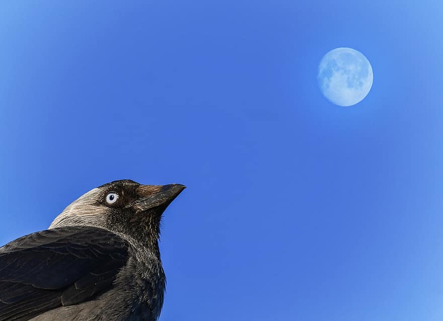 kauw, vogel, maan, blauwe lucht, detailopname, zwarte vogel, bek, veren, gevederte, ave, aviaire