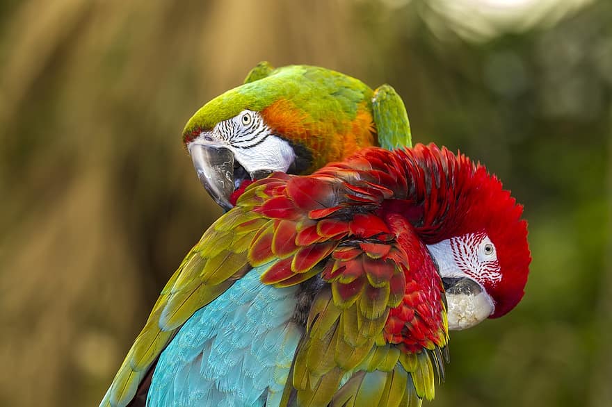 fugle, ara, papegøjer, aviær, ornitologi, multi farvet, fjer, næb, gul, kæledyr, blå