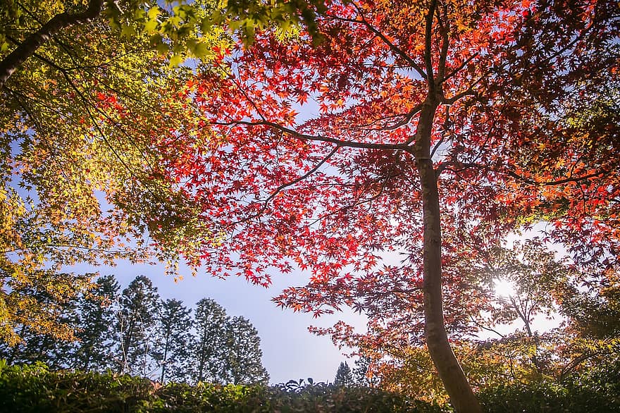木、葉、もみじ、秋、自然、風景