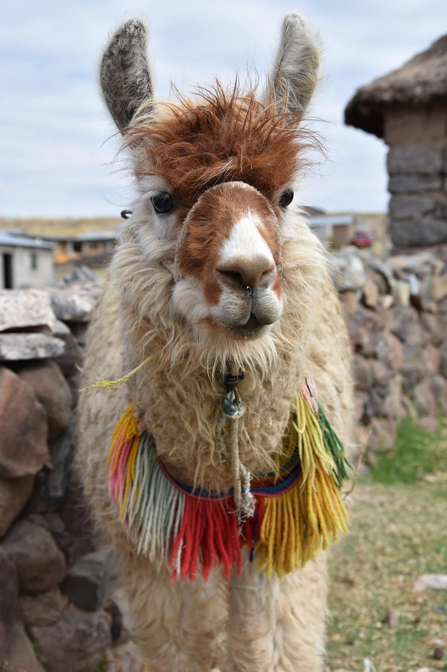 лама, животное, Перу, туризм
