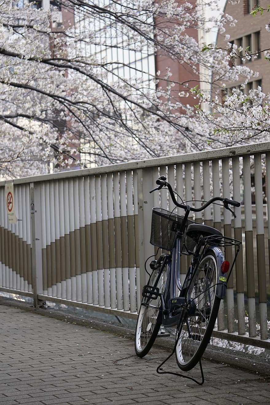 cseresznye virágok, utca, Japán, város