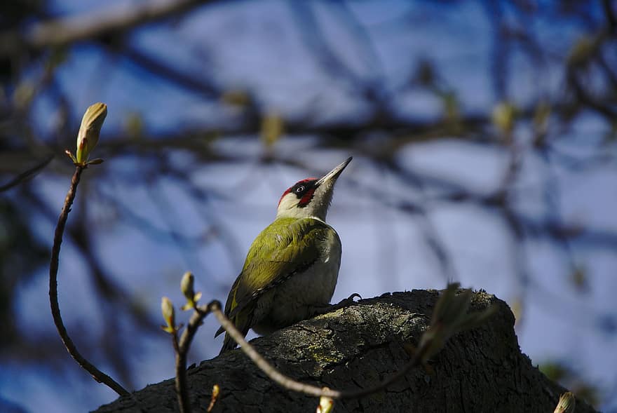 Bird, Woodpecker, Ornithology, European Green Woodpecker, Species, Fauna, Avian, Animal, Wildlife, Beak, Tree