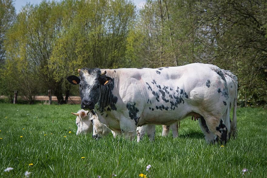 Kühe, weiden, Nutztiere, Weide, Rinder-, Vieh, Milchkühe, Landschaft, tierischen Hintergrund, tierische Tapete