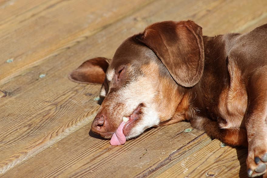 dachshund, σκύλος, κατοικίδιο ζώο, κυνικός, ζώο, ξαπλωμένη, γούνα, ρύγχος, ζωικού κόσμου, κοιμάμαι, γλώσσα