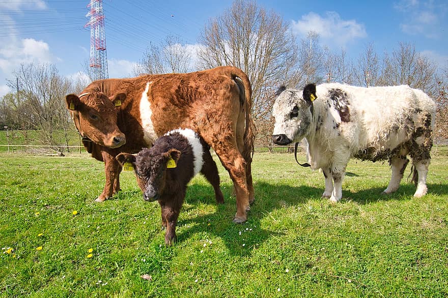 bestiar, espècies, boví, lakenvelder, vaca, vedella, descendència, animals de granja, vaques lleteres, ramat, pastures