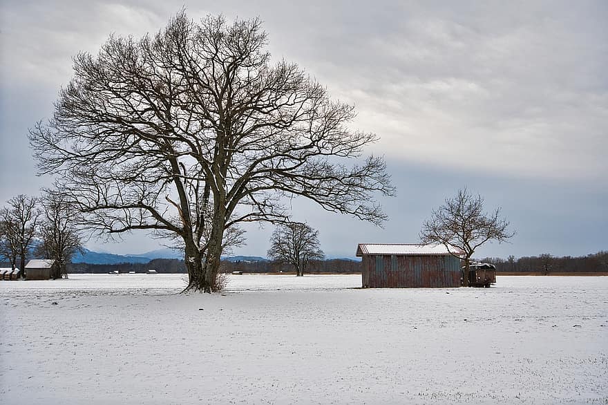 Scheune, Feld, Winter, Schnee, Bäume, Hütte, schneebedeckt, winterlich, Landschaft, Chiemgau