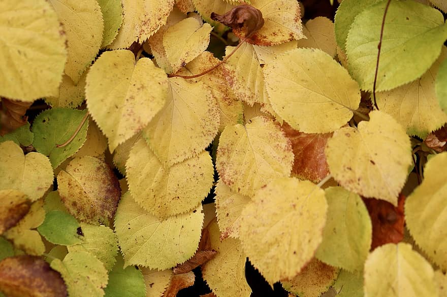 le foglie, Ortensia rampicante, foglie d'autunno, foglie gialle, colore autunnale, colori autunnali, stagione autunnale
