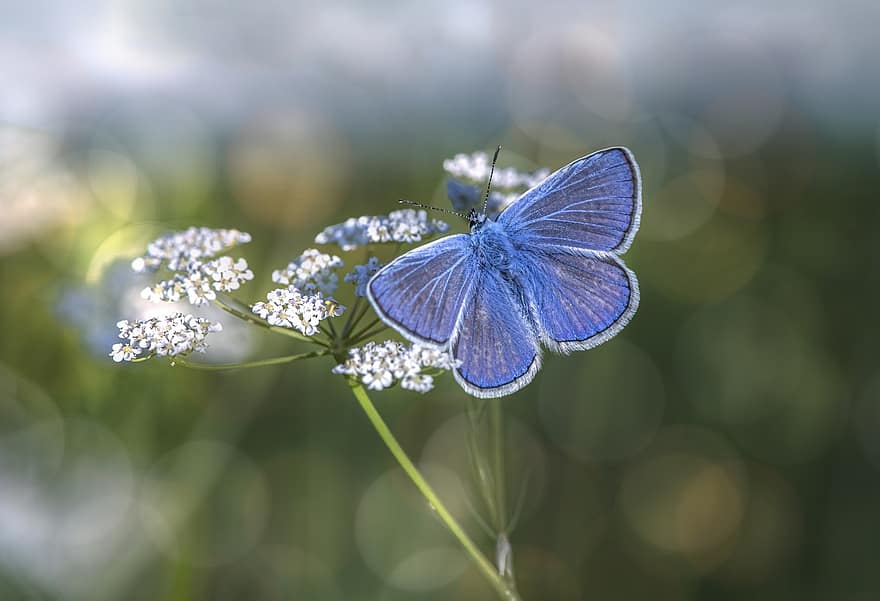 drugelis, gėlė, apdulkinimas, apdulkina, vabzdys, entomologija, žydi, žiedas, flora, pobūdį, mazarine blue