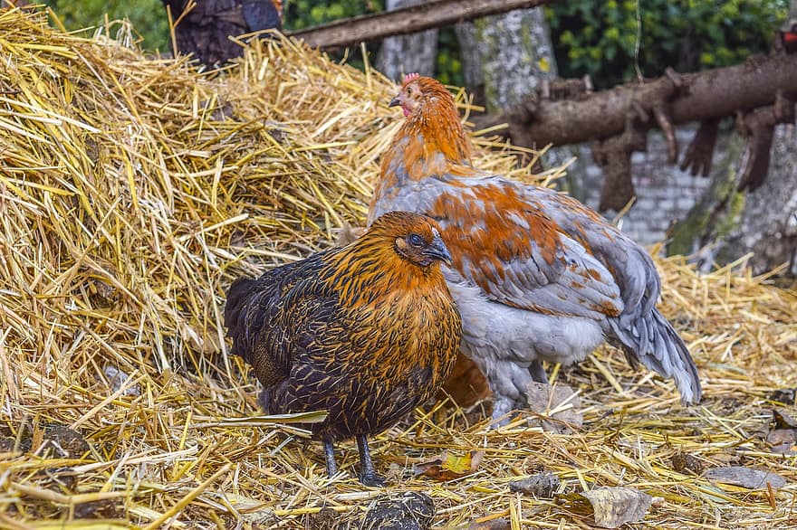 Chickens, Animals, Birds, Poultry, Haystack, Hay, Farm, Cattle, Feathers, Landfowl, Plumage