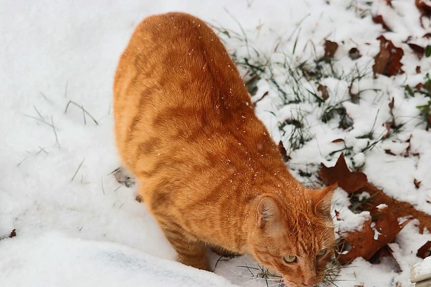 kucing, membelai, hewan, salju, dingin, musim dingin, lokal, berburu, menguntit, licik, mamalia
