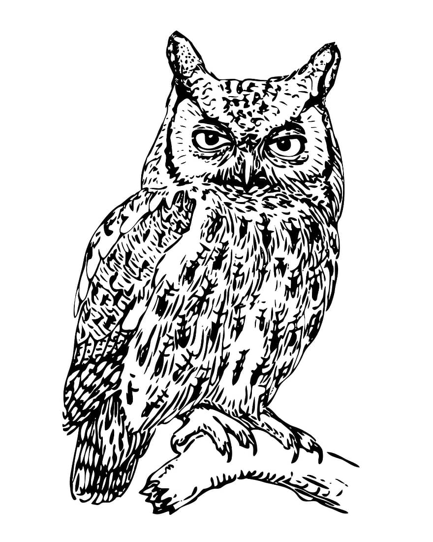 Owl, Screech Owl, Art, Black, White, Bird, Wildlife, Nature, Animal, Screech-owl, Predator