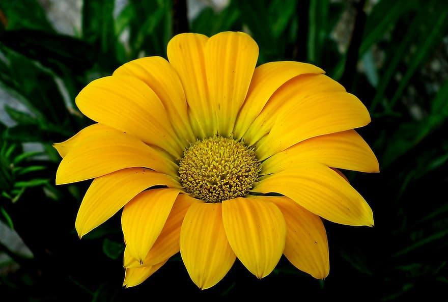 цвете, жълт, разцвет, цвят, жълто цвете, жълти венчелистчета, листенца, флора, цветарски, градинарство, ботаника