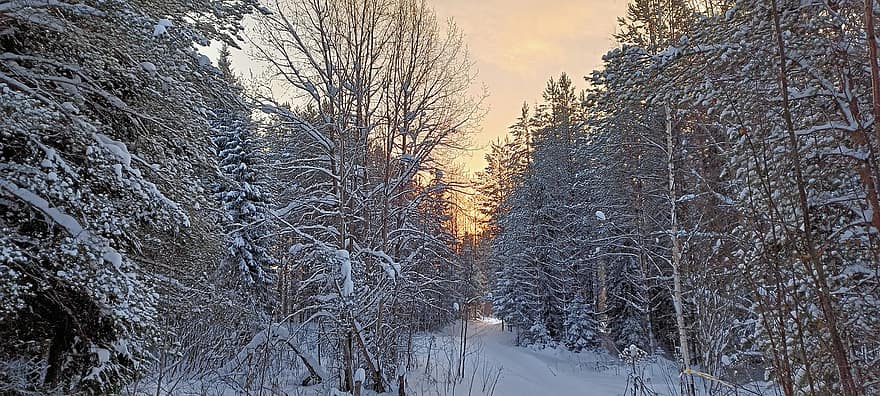 숲, 나무, 겨울, 눈, 자연, 경치, 스키 트랙, 통로, 꼬리, 서리, 감기