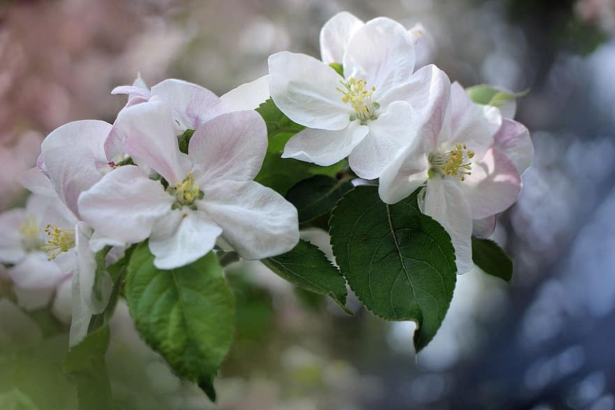 άνθη μήλου, λουλούδια, κλαδί, πέταλα, λευκά λουλούδια, ανθίζω, άνθος, μηλιά, άνοιξη, φύση, φύλλο