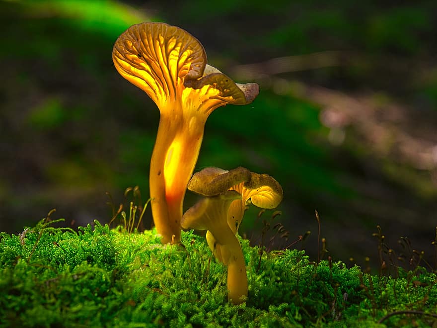 Mushrooms, Glow, Moss, Fungi, Forest, Nature, Mystical, Shining, Black Forest