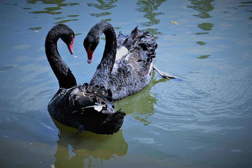 Swans, Birds, Black Swans, Animals, Pair, Water Birds, Waterfowls, Lake, Plumage, Feathers, Beaks