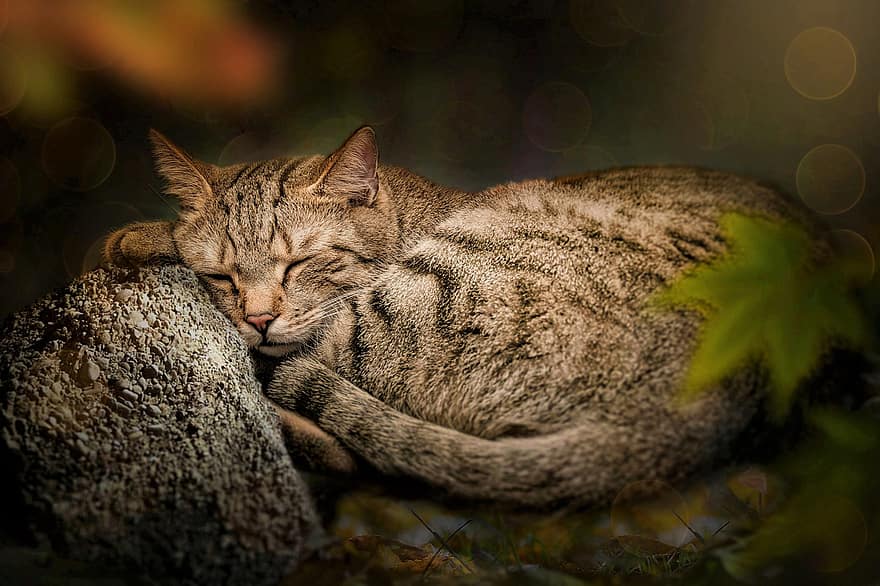 gato, gato durmiendo, felino, mascota, animal, mamífero, animal domestico, de cerca