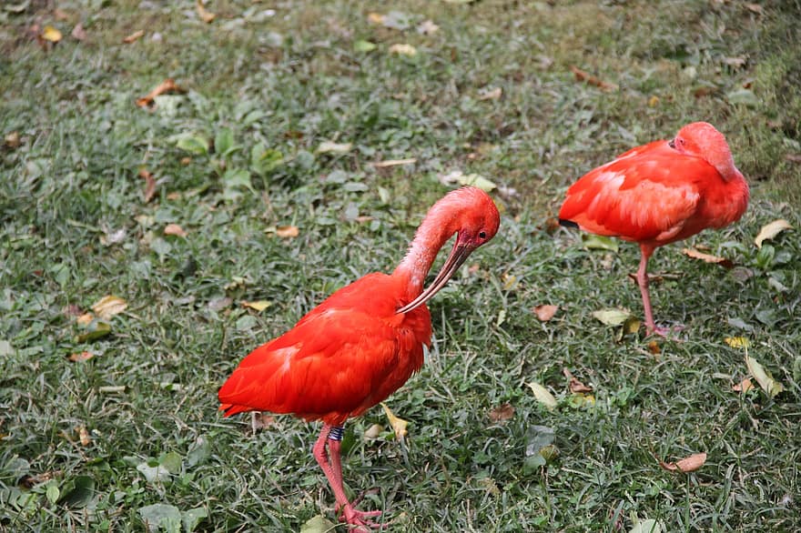 ibis scarlatto, uccelli, animali, esotico, piume, conto, zoo, ornitologia, mondo animale, natura