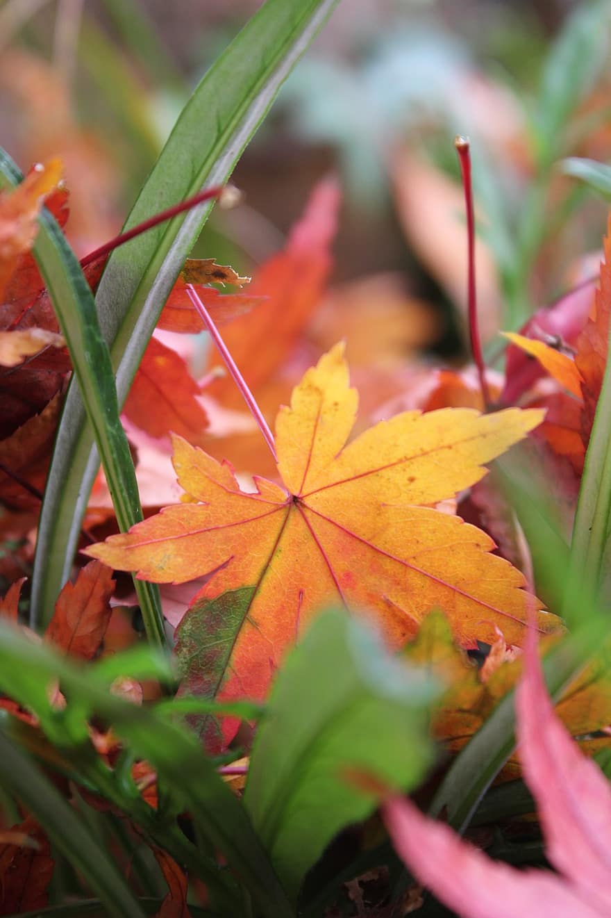 klevo, lapai, spalvotas, rudenį, ruduo, kelių spalvų, geltona, Iš arti, miškas, augalų, sezoną