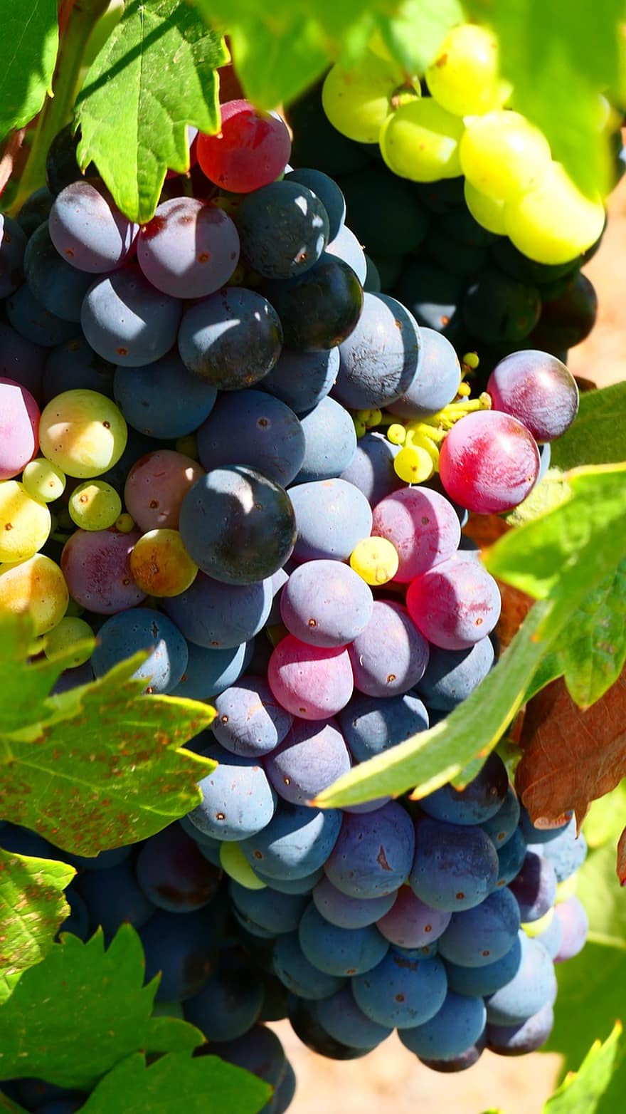 fruit, les raisins, vignes, feuilles, en bonne santé