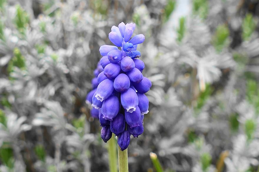 hyacinter, violette blomster, blomster, forår blomster, natur, flora, plante, blomstre, tæt på, blomst, blad