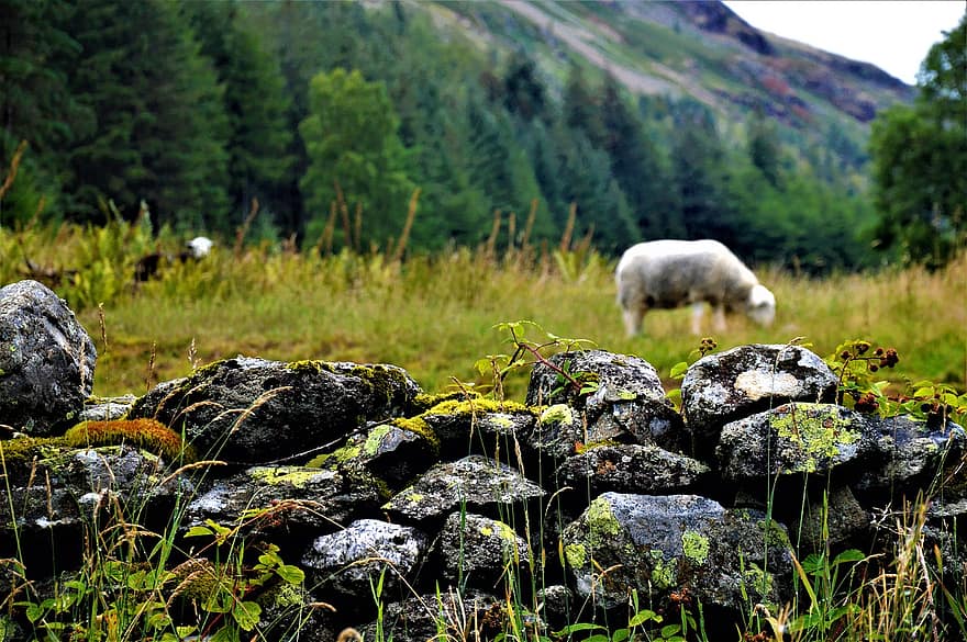 får, lamm, ull-, stenar, bete, berg får, djur-, bergslandskap