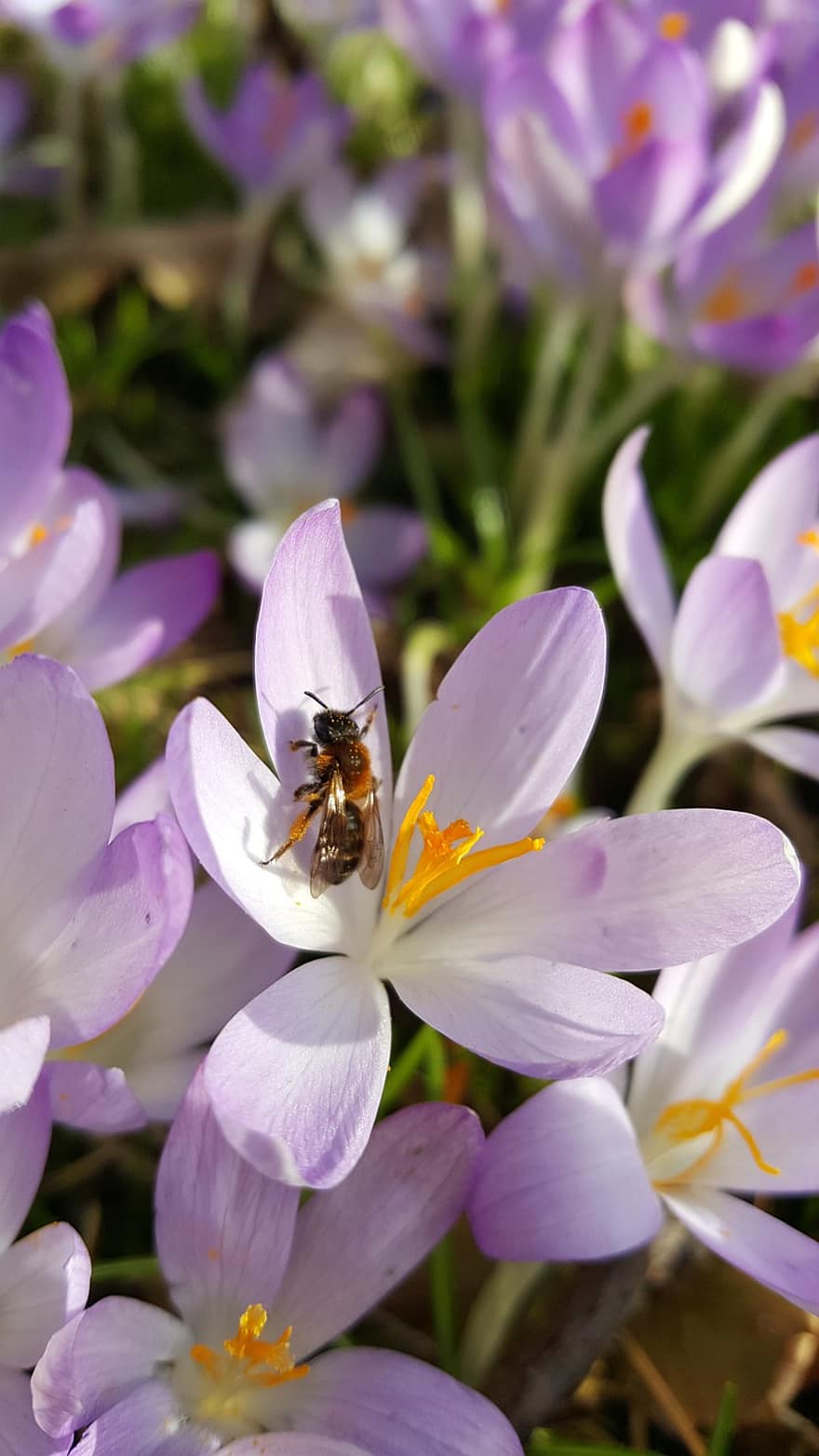 con ong, ong hoang dã, crocus, bông hoa, hoa, đồng cỏ hoa, mùa xuân, màu tím, Hồng, hoa cà, màu phấn