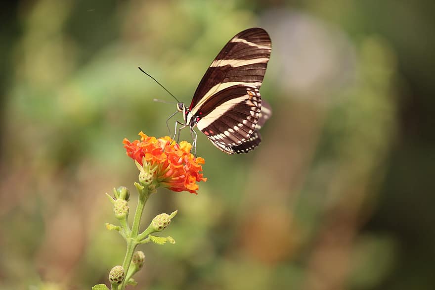 longwing butterfly, motyl, kwiat, lantana, owad, skrzydełka, roślina, Natura, bokeh
