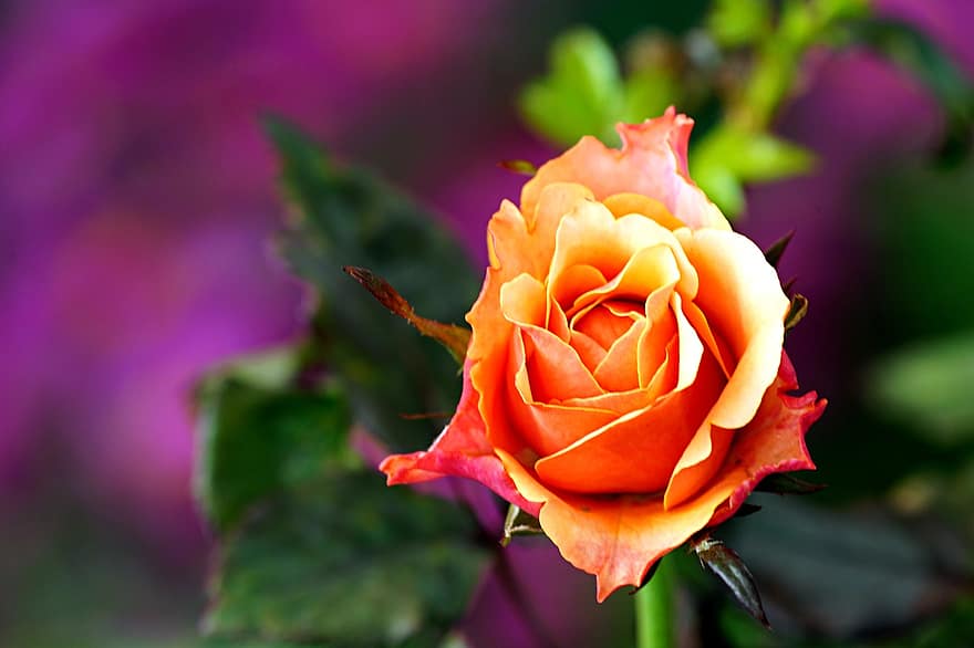bloem, roos, oranje roos, flora, blad, detailopname, bloemblad, fabriek, bloemhoofd, zomer, bloesem
