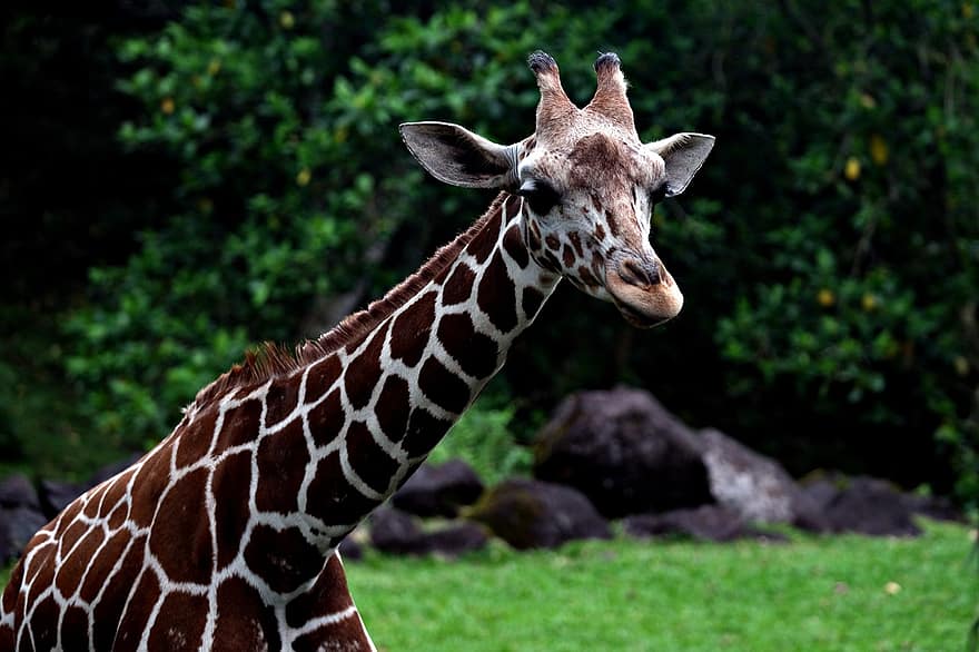 žirafa, gyvūnas, laukinės gamtos, žinduolių, pobūdį, gyvūnams, Afrika, safari gyvūnai, žolė, savana, gyvūnų galva