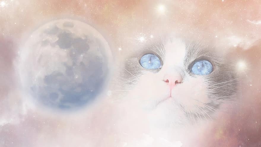 gato, tierra, sueño, mundo, planeta, espacio, estrellas, brillar, animal, mascota, felino