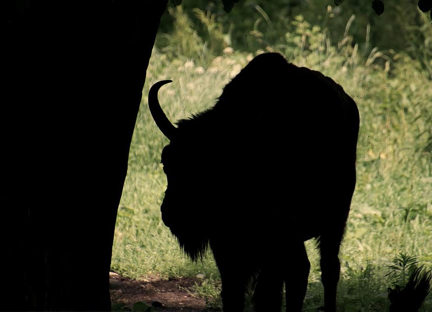 bison, europeisk bison, vild, tjur, buffel, horn, bondgårdsdjur, nötkött, bete, natur