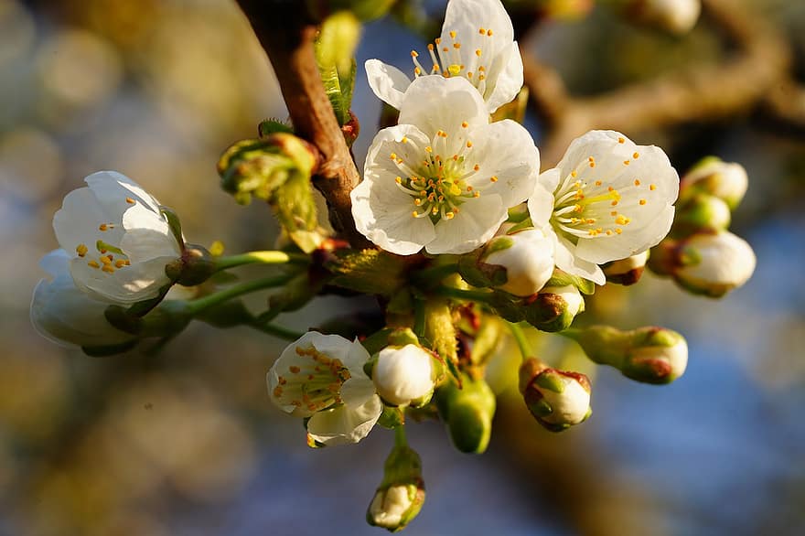 Apple Blossom, Flowers, Spring, Buds, White Flowers, Apple Flowers, Bloom, Blossom, Branch, Apple Tree, Fruit Tree