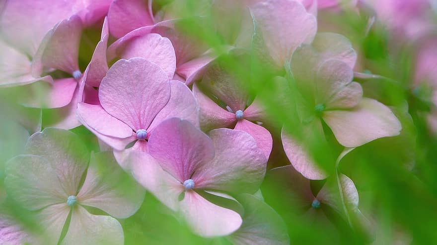 hortensii, flori, violet flori, violete petale, inflori, a inflori, floră, plantă, botanică, natură, floricultura
