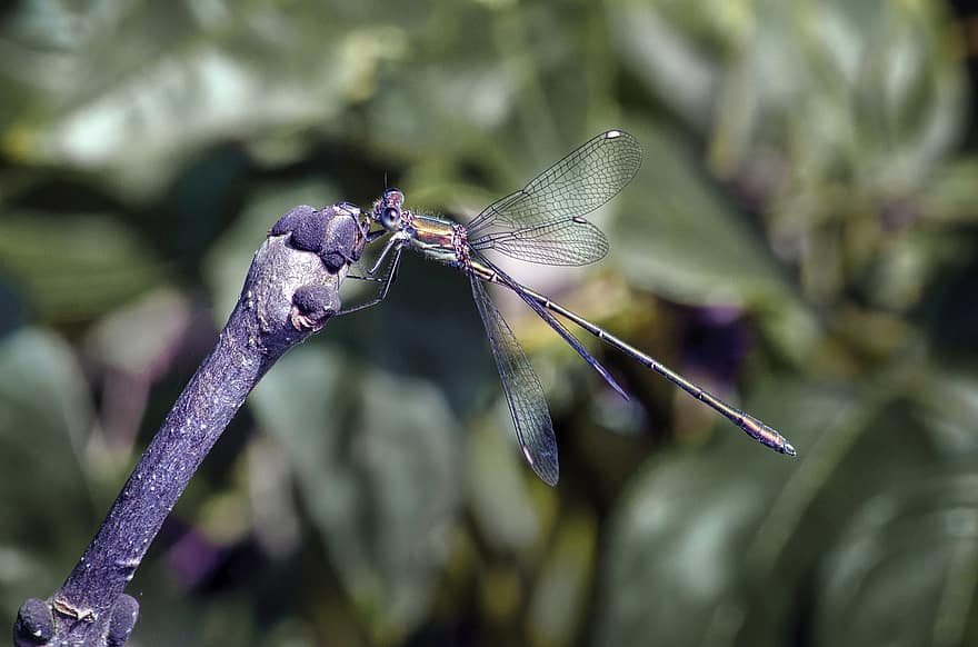 Willow Emerald, flickslända, insekt, uppflugen, vingar, natur